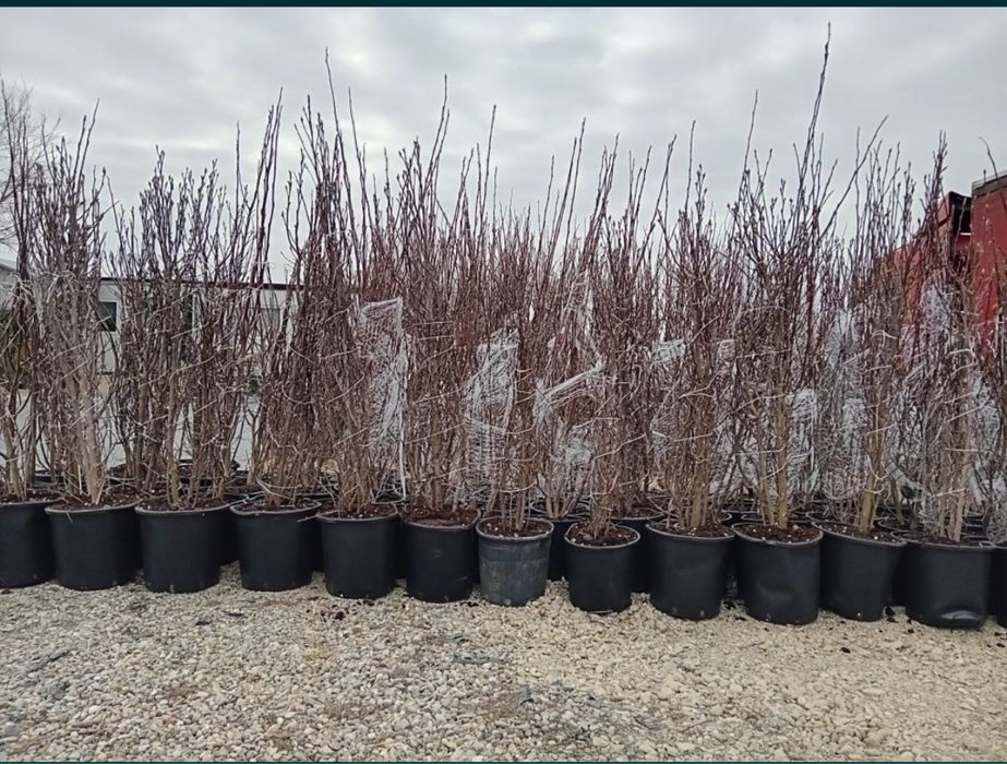 Vand copaci ornamentali de orice specie oriunde in tara pret minim