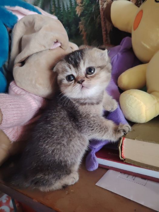 Скотиш фолд девочка текированная