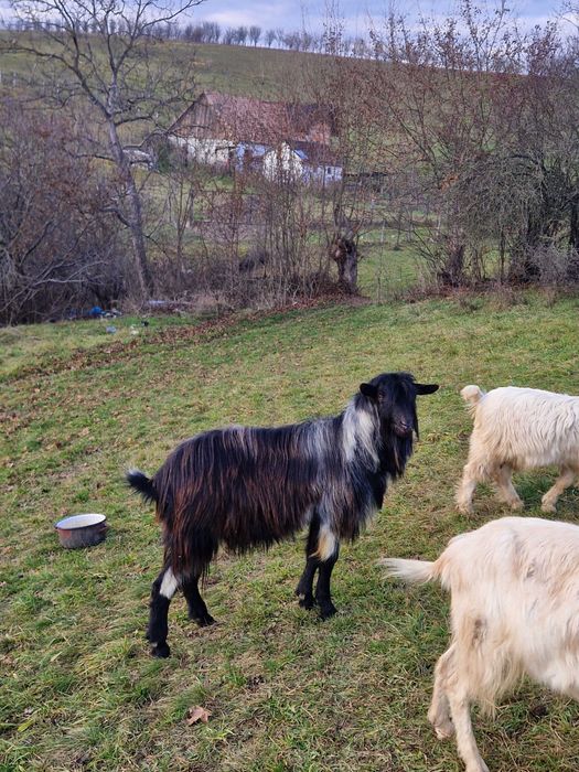 Vand o capra ,doi iezii si un țap