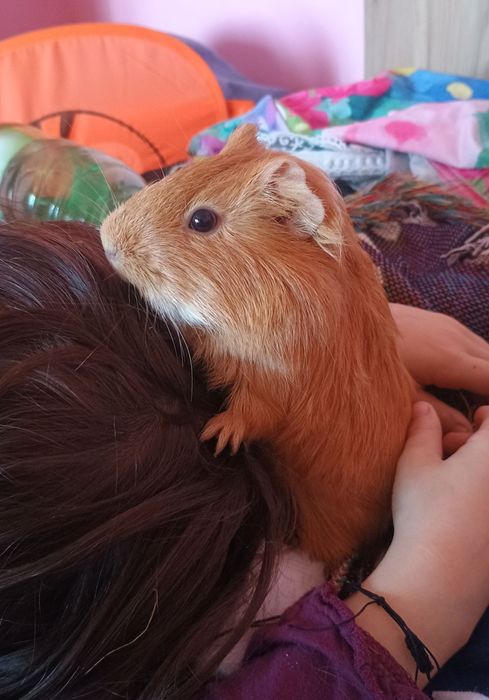 Porcușori de Guineea