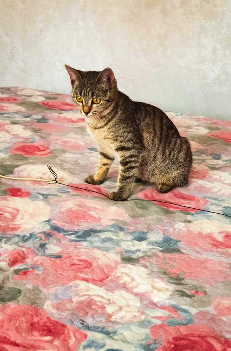 Отдам котят в добрые руки