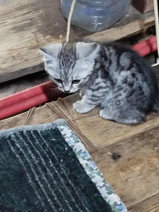 Отдам шотландского прямоухого котёнка отёнка