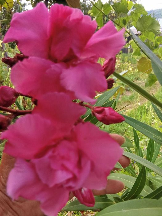 Vand leandri dimensiuni de la 30 cm - 2 m roz si alb