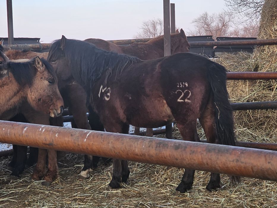 Шұғыл ГОЛОВКИН шыққан 2022ж құнан сатылады