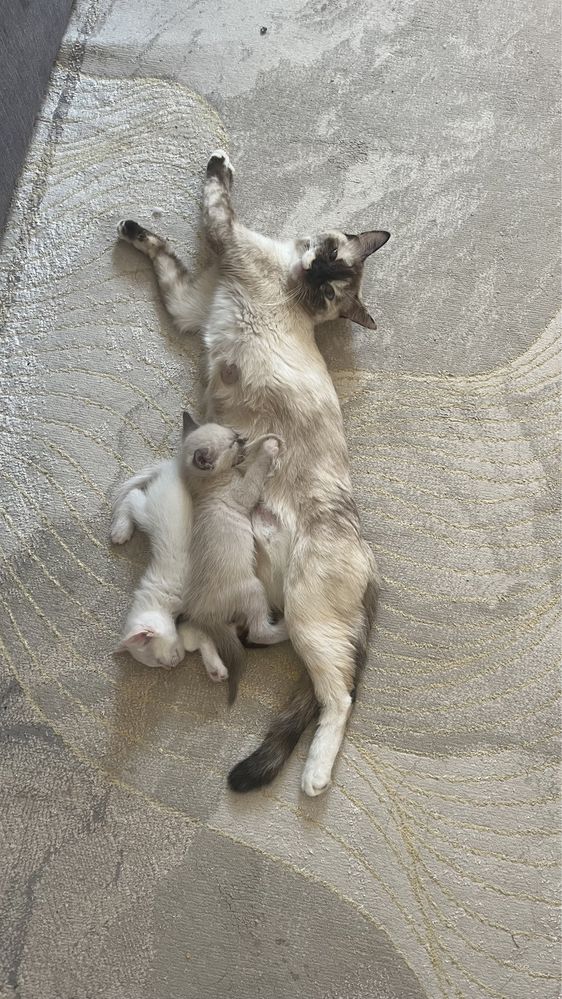 котята 1,5 месяца