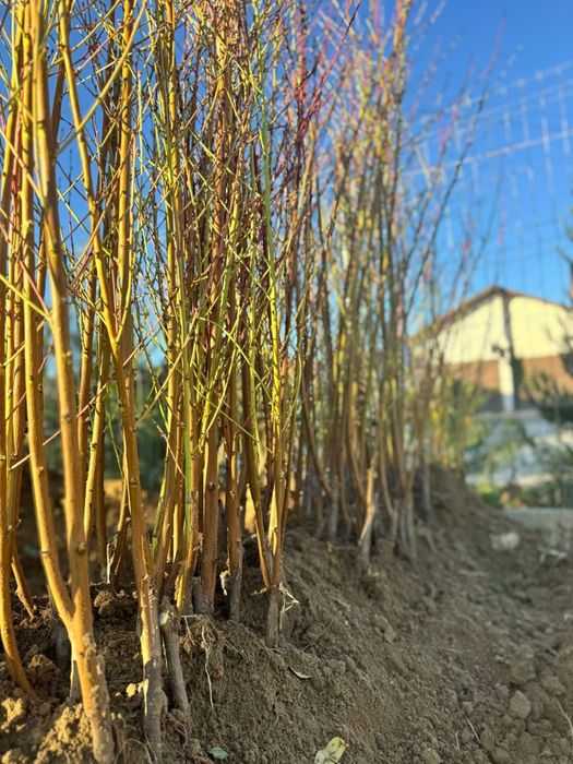 Pomi altoiti piersic plat turtit