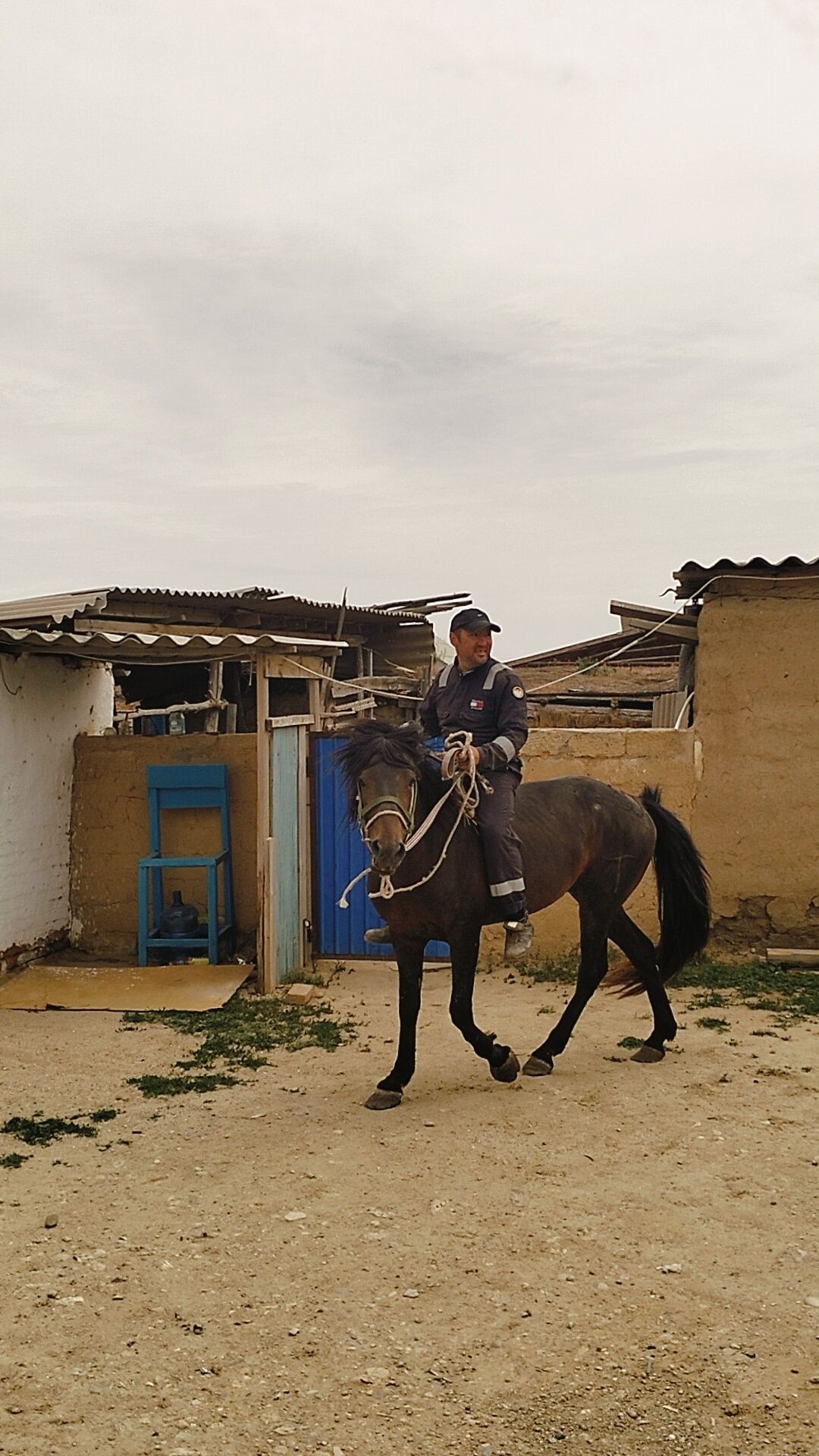 Айғыр сатылады жуас