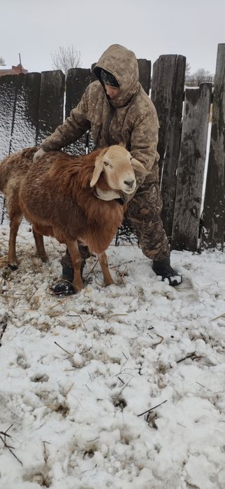 Продам барана производителя