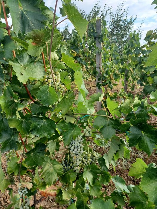 Vând struguri pentru vin