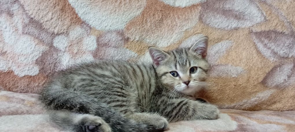 Продаётся котенок