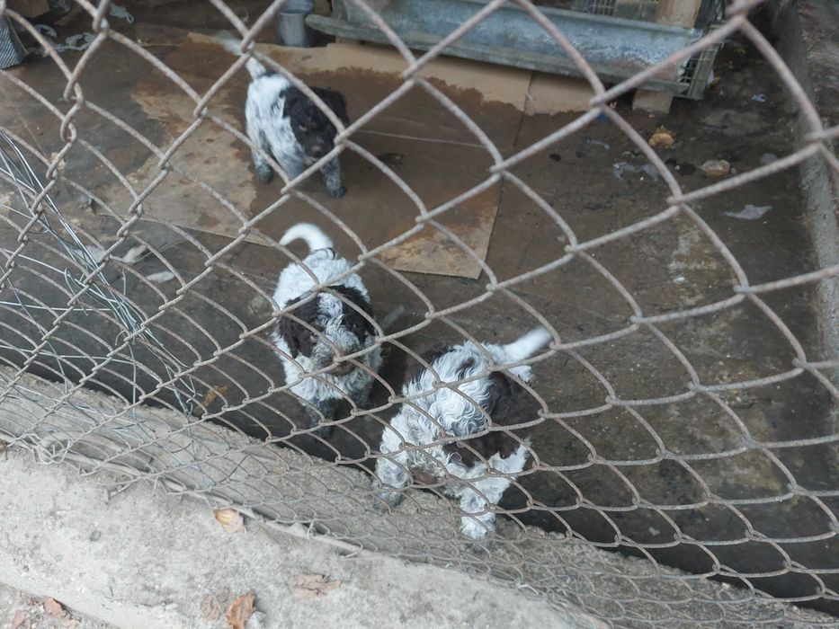 Малки кученца Лагото