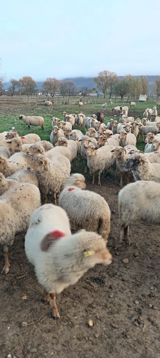 Vând oi ruste gestante