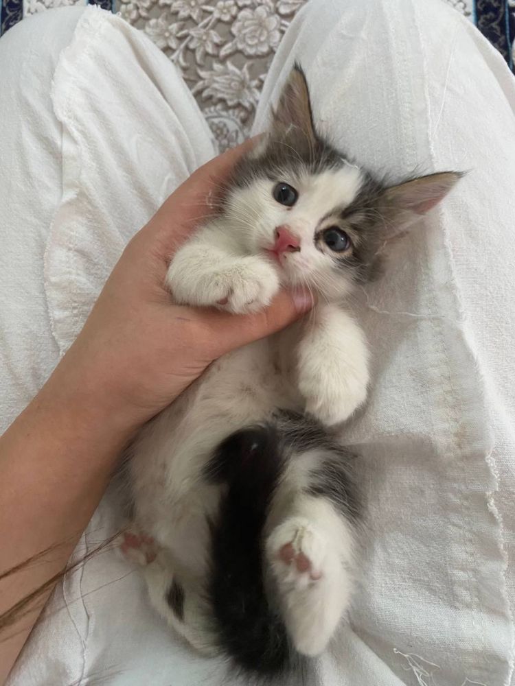 милейшие котята 2 месячные