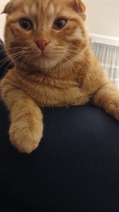 Кот вислоухий!папа золотая шиншилла мама скотиш