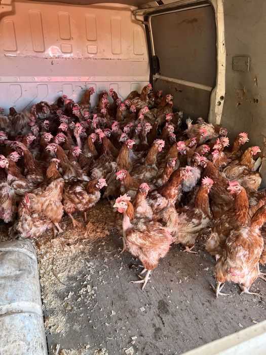 Кокошки носачки за яйца