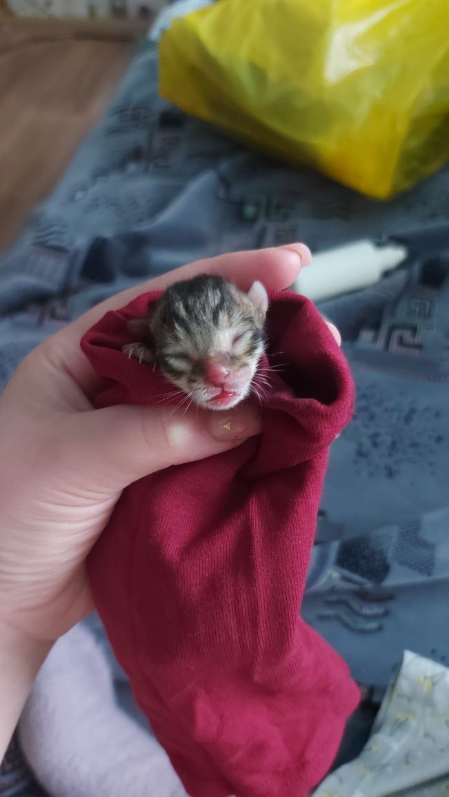 Отдам в добрые руки кот