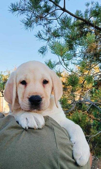 Labrador Retriever cu pedigree Tip A – canisă FCI Hidalgo’s Spirit