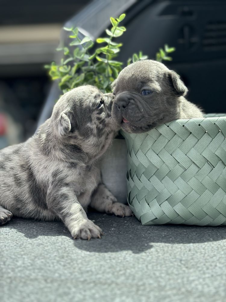 Pui puppy  bulldog francez choco tan merle blue