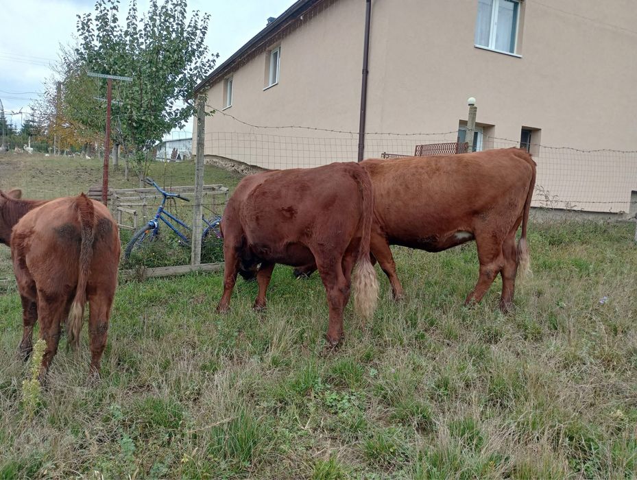 Vand detali in privat