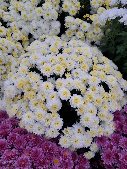 De vânzare crizanteme