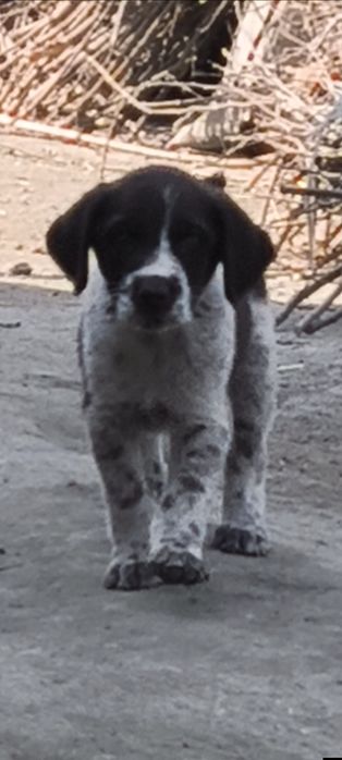 Дратхар кучуклар иккита бир ургочи,бир эркак, 5-сентиябрда тугилган ку