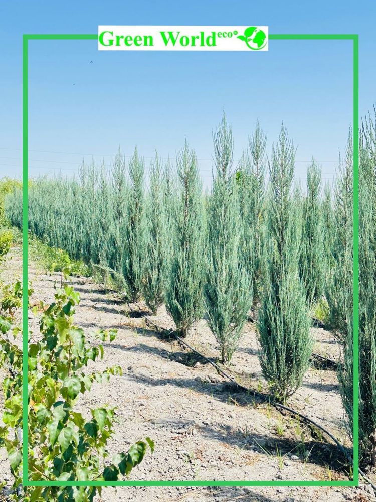 Juniperus Skoyrocket