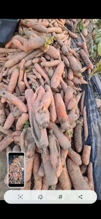 Cartofi si morcovi pt animale