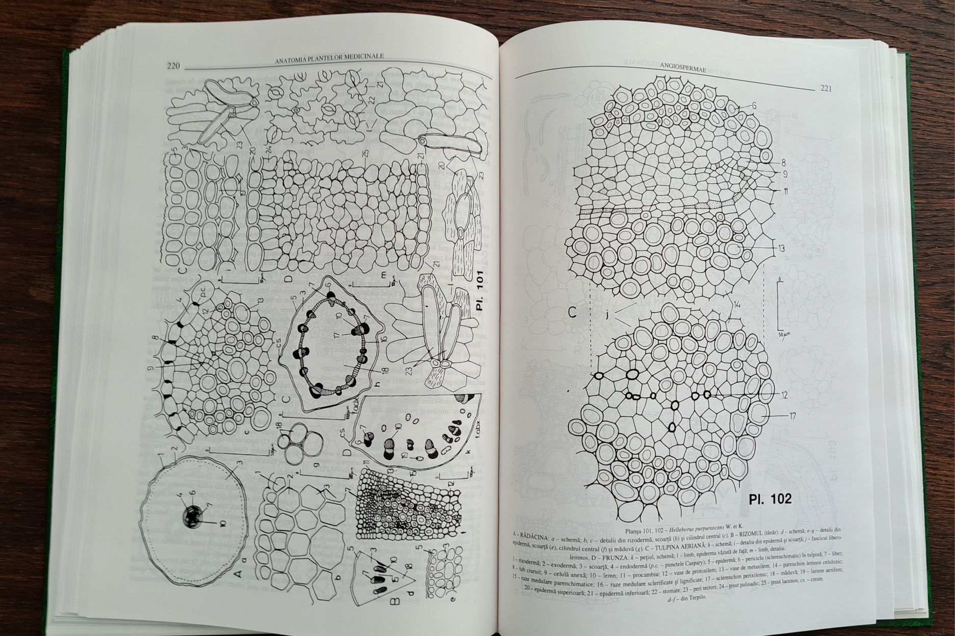 Anatomia plantelor medicinale. Atlas - Editura Academiei Romane