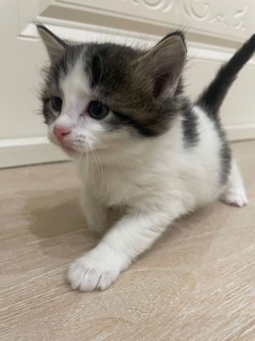 Котята бесплатно