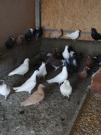Бели пощенски гълъби