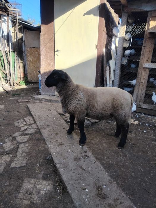 De vânzare berbec monta