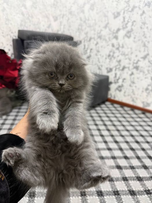 mushukchala sotiladiii!!!