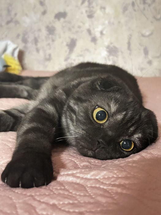 Шикарная кошечка скоттиш фолд 8 месяцев