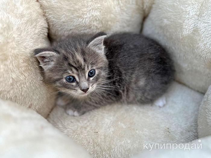 Ласковый мурлыка ищет дом