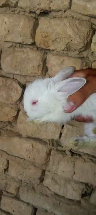 Quyon bolalari .