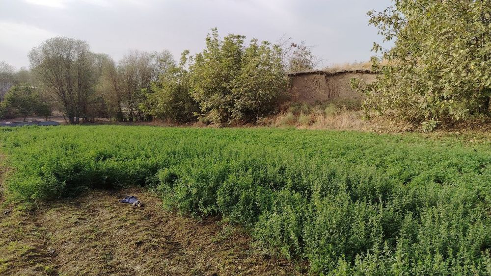 Yer asfalt yölni yuzida shaxarga yaqin suv zôr xosildor yer