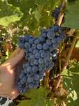 Vand struguri Cabernet Sauvignon IG