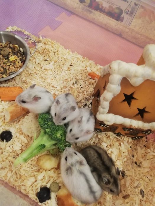 Donez hamster pitic, 1 luna