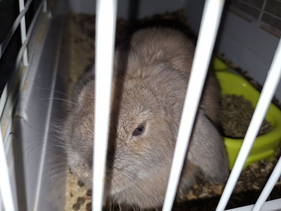 Продам кроликов .Все здоровые