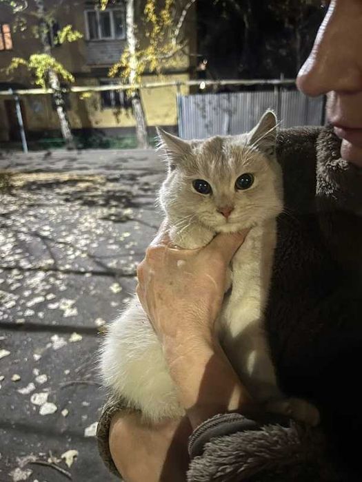 Красивый котенок ищет дом