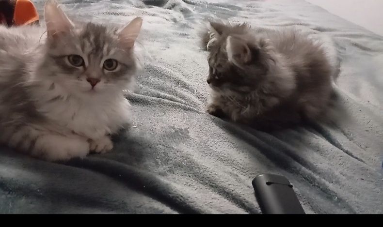 Сибирски  котета (сребърно