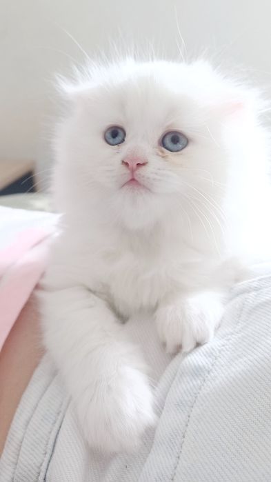 Schottish longhair