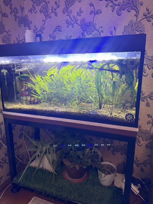 Продам свой аквариум со всеми инструменами , грунтом, рыбками и растен