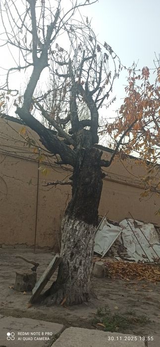 Фруктовое дерево Черешня