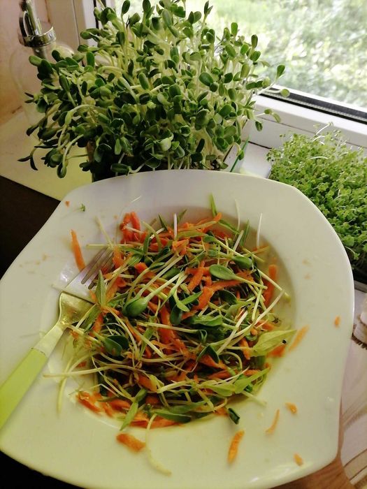 Tavite de germinat seminte pentru vlastari