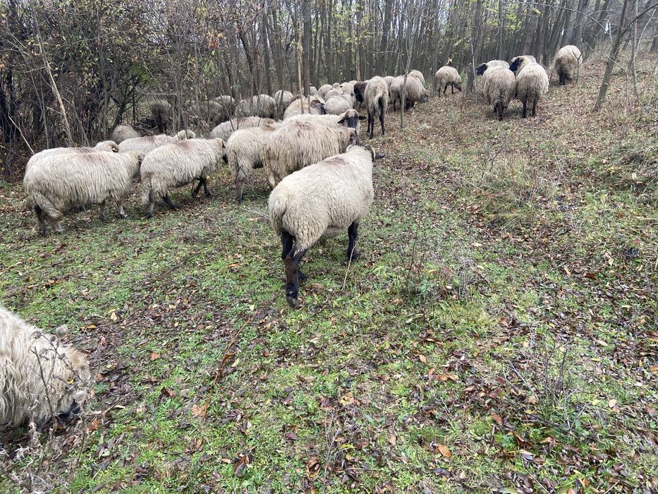 Vand berbec de 4 ani rasa carne