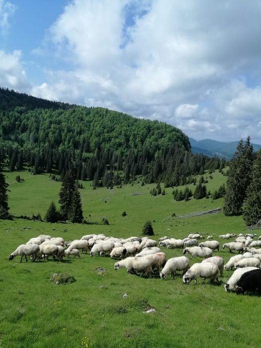 Se vinde 12 oițe  ‼️