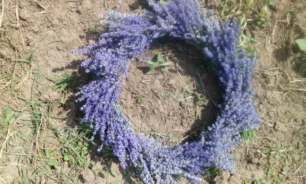 Buchete lavanda uscata