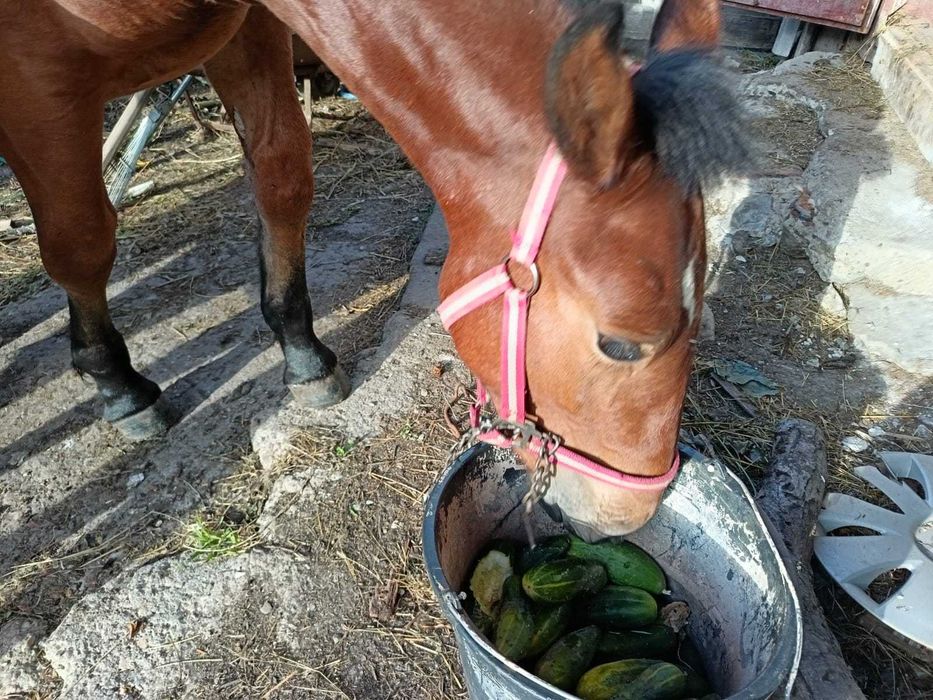 Manz (armasar) de 6 luni