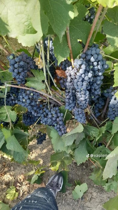 Struguri pentru vin   cu transport gratuit la domiciliul